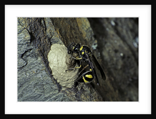 Mud dauber wasp building its nest by Anonymous