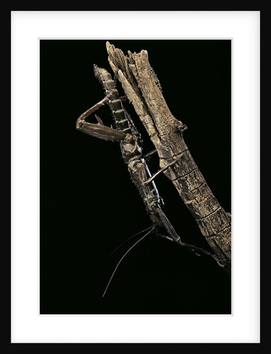 Eurycantha calcarata ( (giant spiny stick insect, thorny devil stick insect) by Anonymous