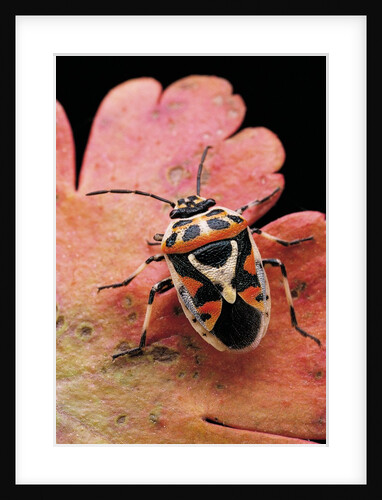 Eurydema ornata (shield bug) by Anonymous