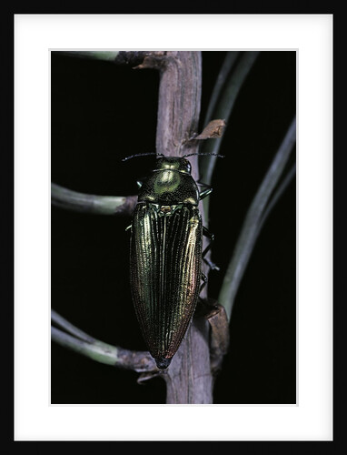 Eurythyrea micans (jewel beetle) by Anonymous