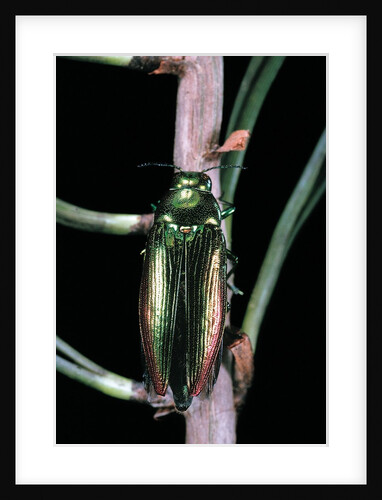Eurythyrea micans (jewel beetle) by Anonymous
