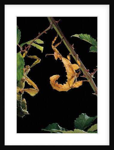 Extatosoma tiaratum (giant prickly stick insect) by Anonymous