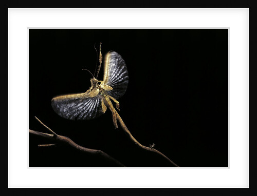Extatosoma tiaratum (giant prickly stick insect) - flying away by Anonymous