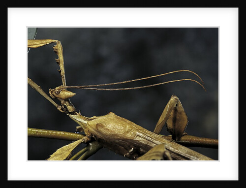 Extatosoma tiaratum (giant prickly stick insect) - male by Anonymous