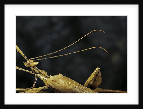 Extatosoma tiaratum (giant prickly stick insect) - male by Anonymous