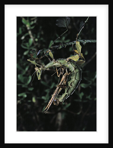 Extatosoma tiaratum (giant prickly stick insect) - mating by Anonymous