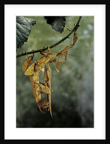 Extatosoma tiaratum (giant prickly stick insect) - mating by Anonymous