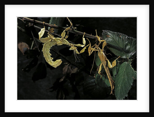 Extatosoma tiaratum (giant prickly stick insect) - male with female by Anonymous