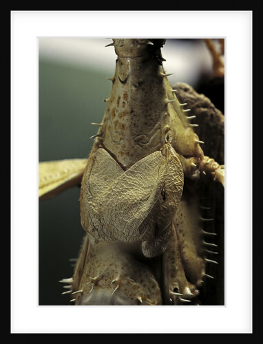Extatosoma tiaratum (giant prickly stick insect) by Anonymous