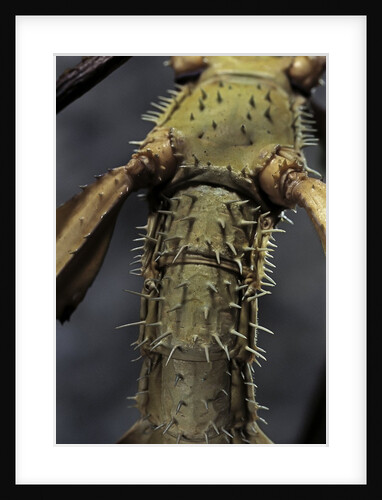 Extatosoma tiaratum (giant prickly stick insect) by Anonymous