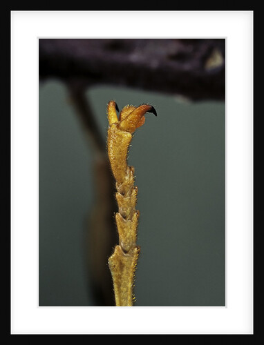 Extatosoma tiaratum (phasme) - end of leg by Anonymous