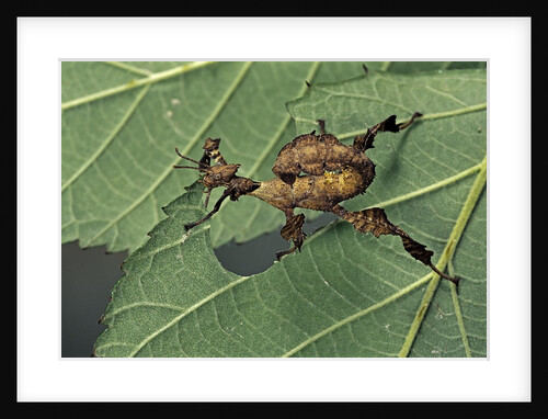 Extatosoma tiaratum (giant prickly stick insect) - larva by Anonymous