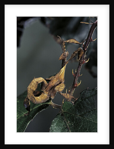 Extatosoma tiaratum (giant prickly stick insect) - larva by Anonymous