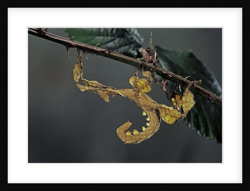 Extatosoma tiaratum (giant prickly stick insect) - larva by Anonymous