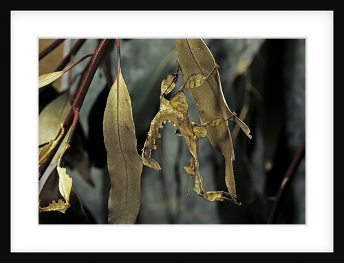 Extatosoma tiaratum (giant prickly stick insect) - larva by Anonymous