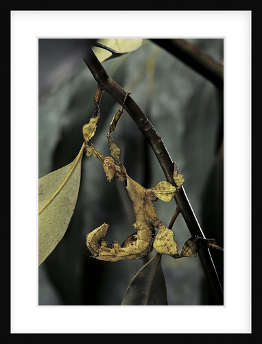 Extatosoma tiaratum (giant prickly stick insect) - larva by Anonymous