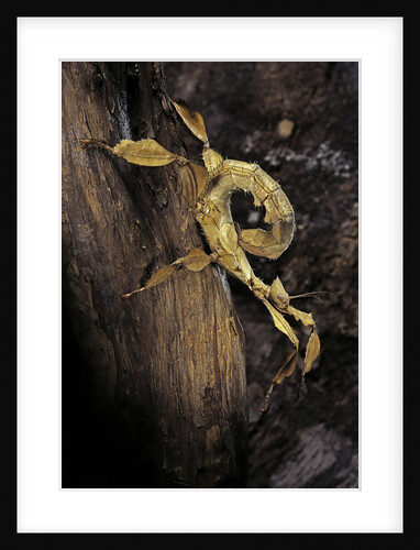 Extatosoma tiaratum (giant prickly stick insect) - larva by Anonymous
