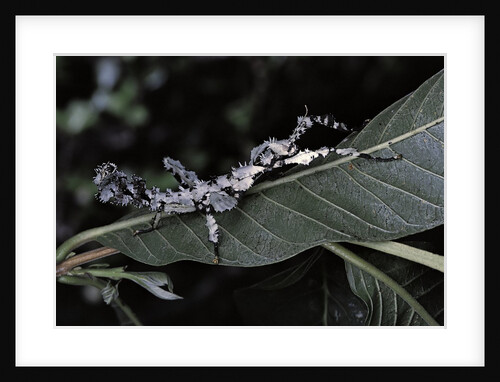 Extatosoma tiaratum (giant prickly stick insect) - particular form by Anonymous