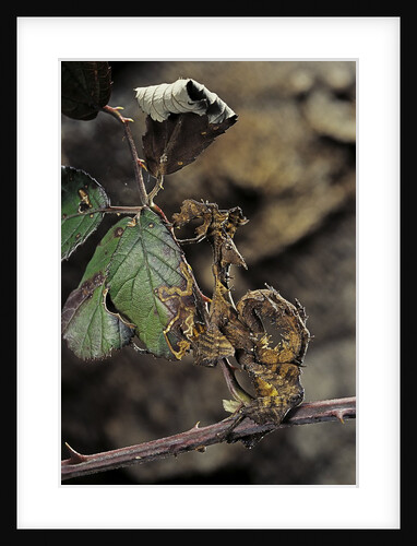 Extatosoma tiaratum (giant prickly stick insect) - larva by Anonymous