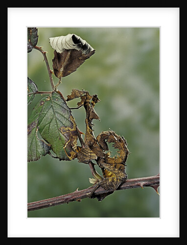 Extatosoma tiaratum (giant prickly stick insect) - larva by Anonymous