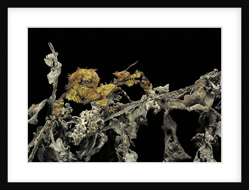Extatosoma tiaratum (giant prickly stick insect) - larva by Anonymous
