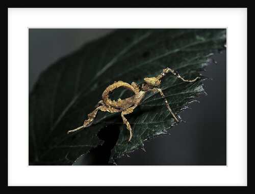 Extatosoma tiaratum (giant prickly stick insect) - larva by Anonymous