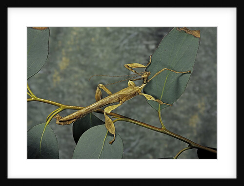 Extatosoma tiaratum (giant prickly stick insect) - male by Anonymous