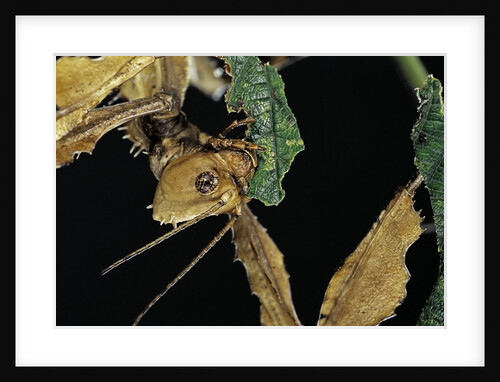 Extatosoma tiaratum (giant prickly stick insect) - feeding on leaf by Anonymous