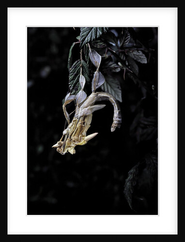 Extatosoma tiaratum (giant prickly stick insect) - emerging by Anonymous