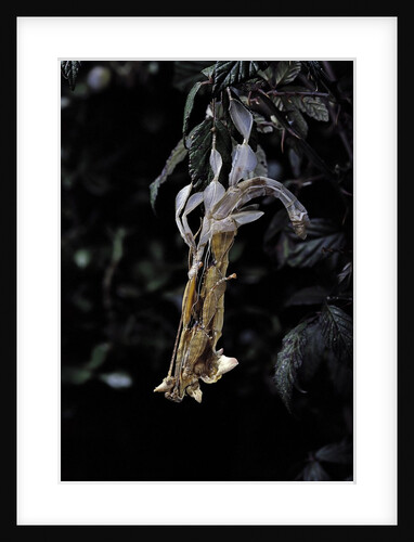 Extatosoma tiaratum (giant prickly stick insect) - emerging by Anonymous