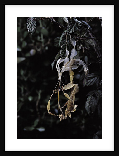 Extatosoma tiaratum (giant prickly stick insect) - emerging by Anonymous