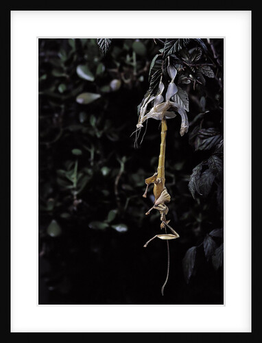Extatosoma tiaratum (giant prickly stick insect) - emerging by Anonymous