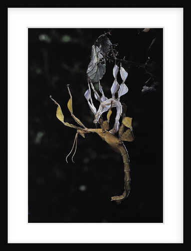 Extatosoma tiaratum (giant prickly stick insect) - emerging by Anonymous
