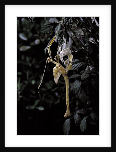 Extatosoma tiaratum (giant prickly stick insect) - emerging by Anonymous
