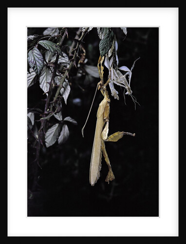 Extatosoma tiaratum (giant prickly stick insect) - emerging by Anonymous