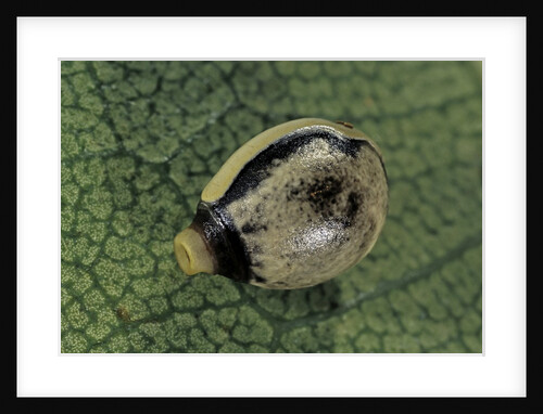 Extatosoma tiaratum (giant prickly stick insect) - egg by Anonymous
