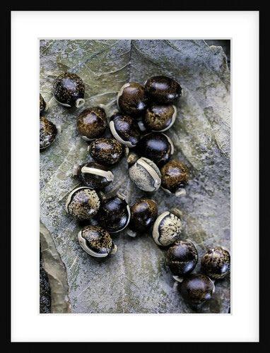 Extatosoma tiaratum (giant prickly stick insect) - eggs by Anonymous