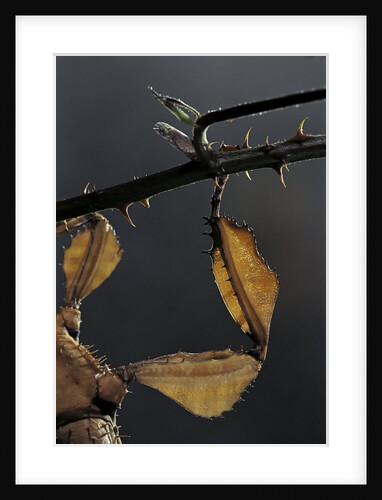 Extatosoma tiaratum (giant prickly stick insect) - leg by Anonymous