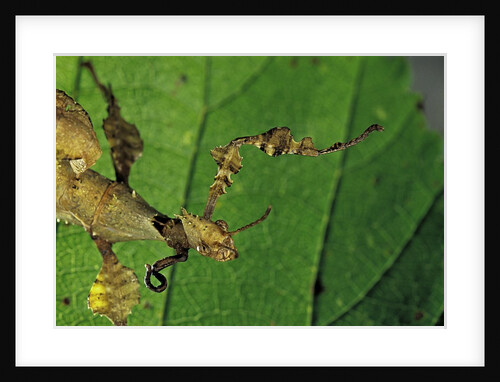 Extatosoma tiaratum (giant prickly stick insect) - with a new leg by Anonymous