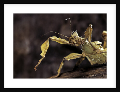 Extatosoma tiaratum (giant prickly stick insect) by Anonymous