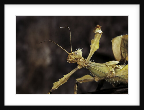 Extatosoma tiaratum (giant prickly stick insect) by Anonymous