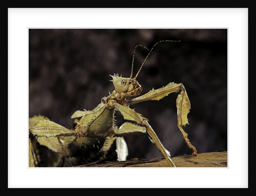 Extatosoma tiaratum (giant prickly stick insect) by Anonymous