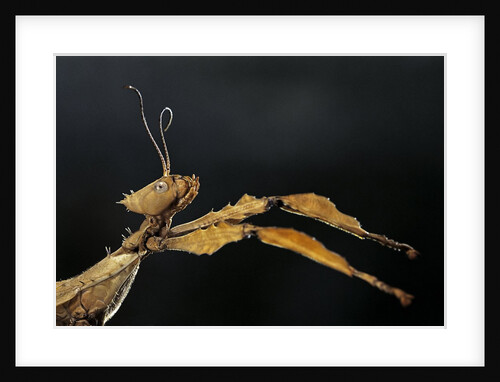 Extatosoma tiaratum (giant prickly stick insect) by Anonymous