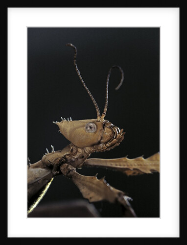Extatosoma tiaratum (giant prickly stick insect) by Anonymous