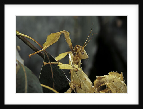 Extatosoma tiaratum (giant prickly stick insect) by Anonymous