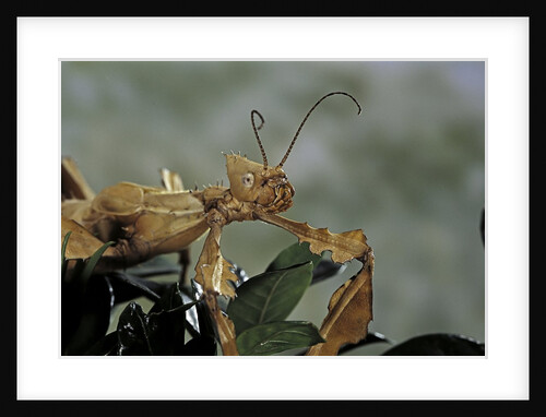 Extatosoma tiaratum (giant prickly stick insect) by Anonymous