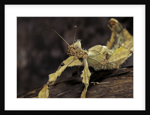 Extatosoma tiaratum (giant prickly stick insect) by Anonymous