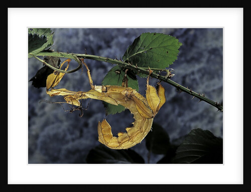 Extatosoma tiaratum (giant prickly stick insect) by Anonymous