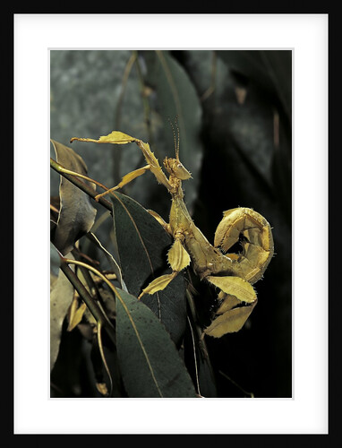 Extatosoma tiaratum (giant prickly stick insect) by Anonymous