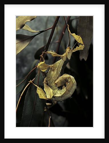 Extatosoma tiaratum (giant prickly stick insect) by Anonymous